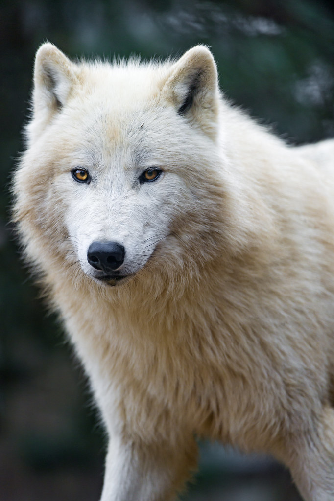 Nice and fluffy polar wolf First shot of the polar wolves,… Flickr
