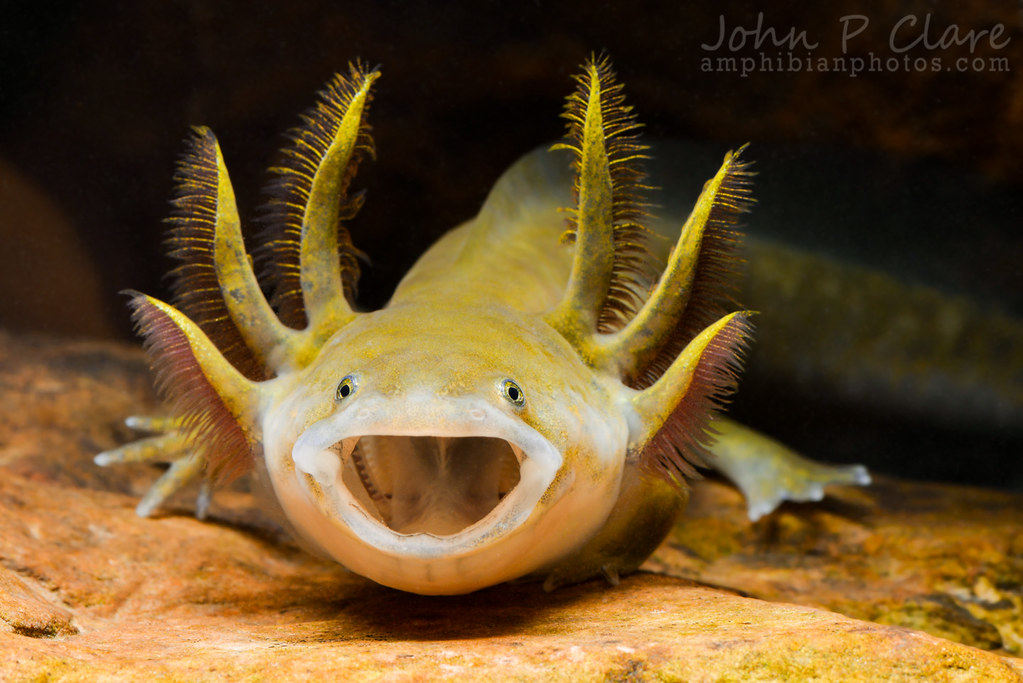 Barred Tiger Salamander (Ambystoma mavortium mavortium) Flickr
