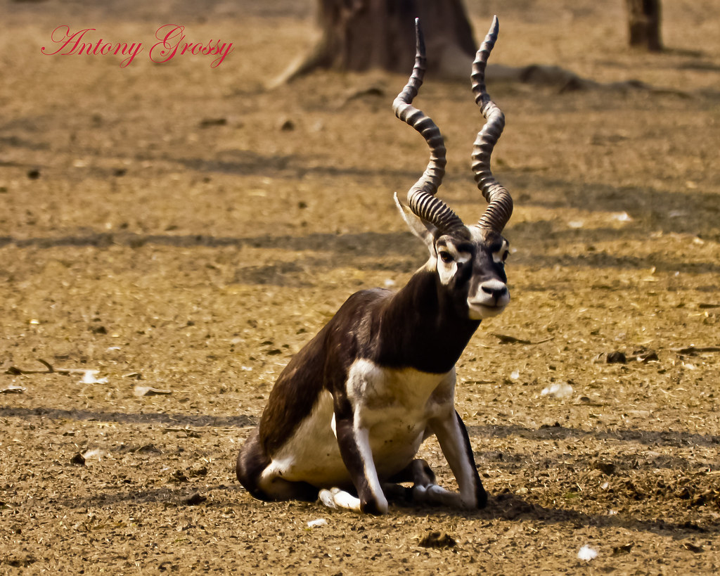 Blackbuck Getting Up The Blackbuck (Antilope Cervicapra) i… Flickr