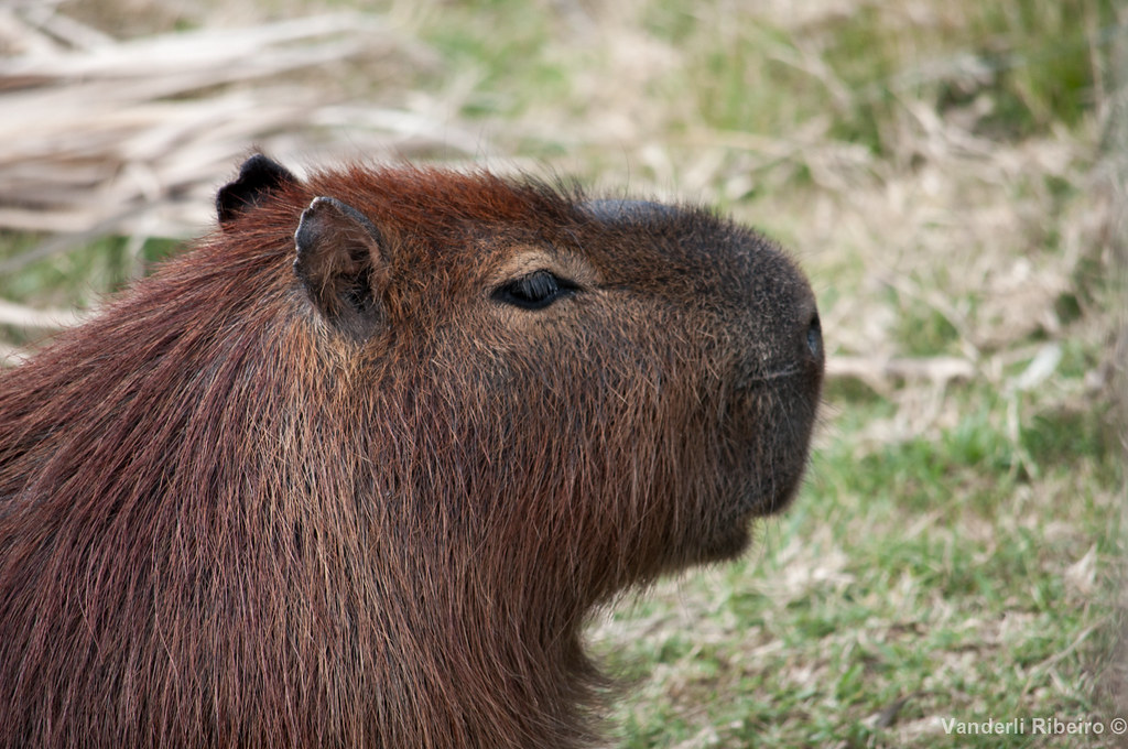 Capivara (Hydrochoerus hydrochaeris) Encontrada em