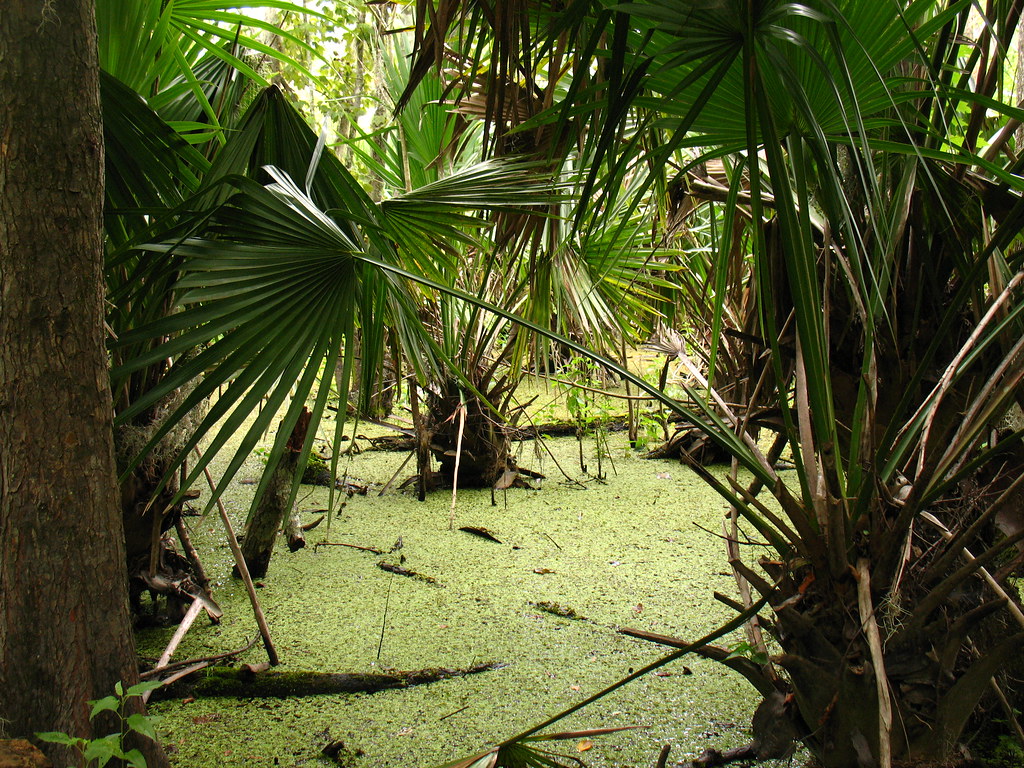 palmetto palm swamp Louisiana Jean LaFitte National Hist… Flickr