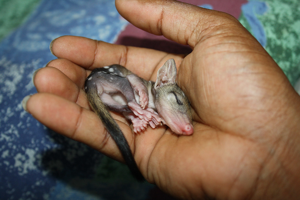 Baby northern quoll Photo by Parks Australia Our poor