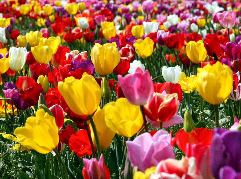 What Color Are Tulips? – Garden Tips 2022 Northern Nester