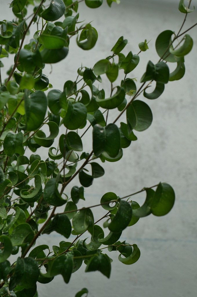 Ficus benjamina 'Barok' (curly leaf weeping fig) (2) Flickr