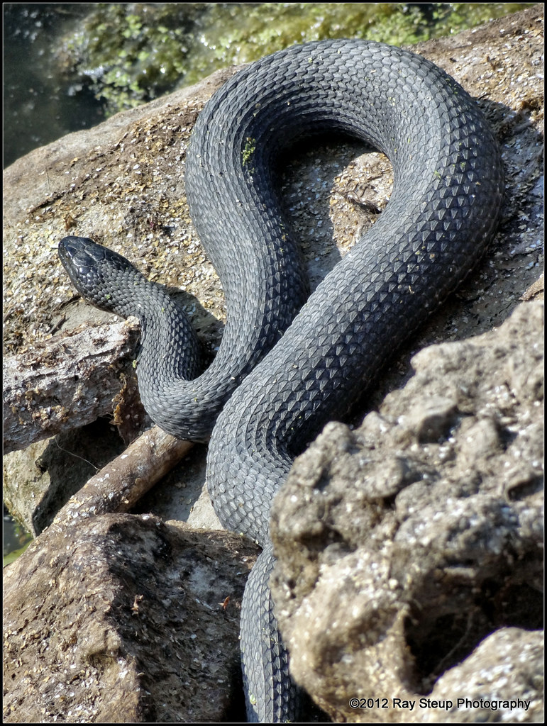 Walk for the Wetlands Northern water snake A Northern wa… Flickr