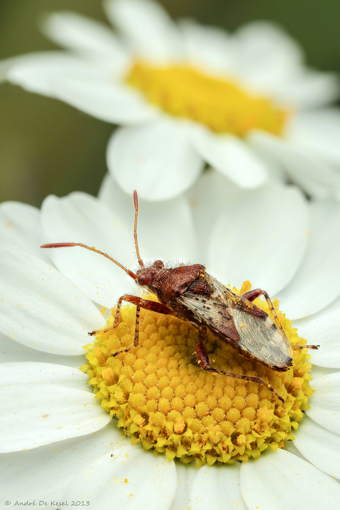 My spot A small reddishbrown bug (about 6mm, Hemiptera, R… Flickr