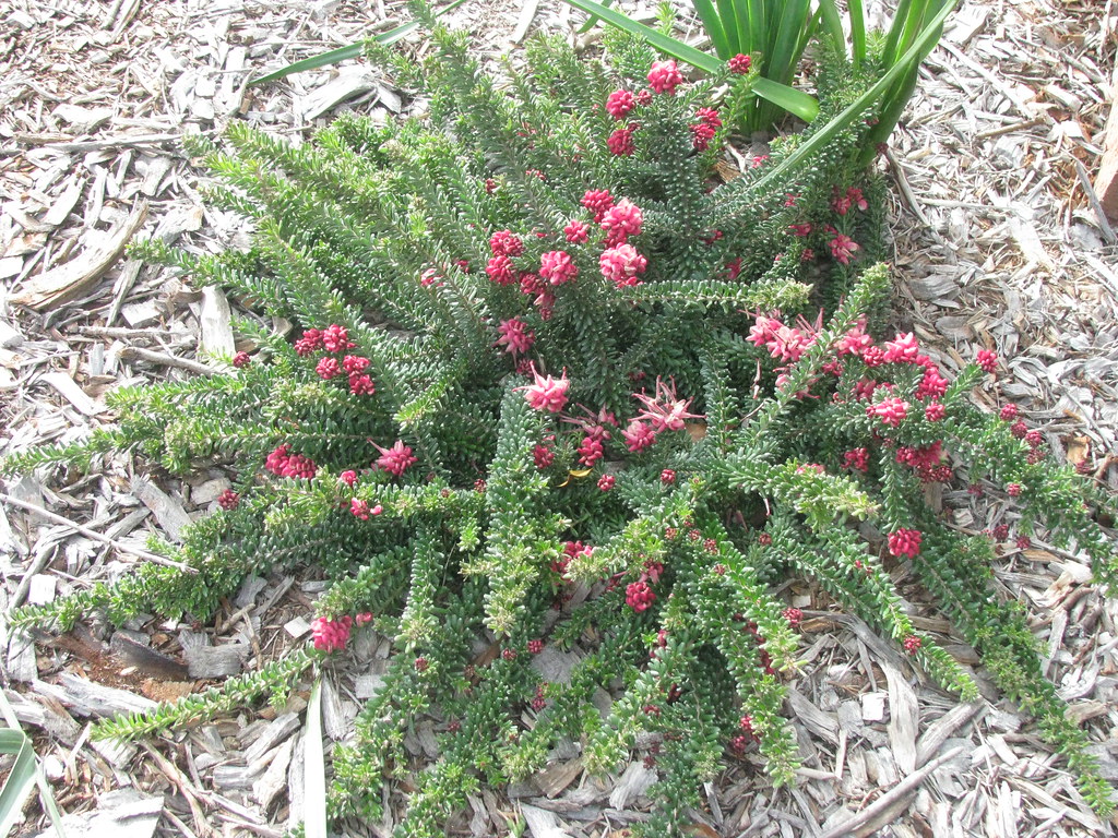 Grevillea lanigera 'Mt Tamboritha' (Woolly Grevillea) cu… Flickr