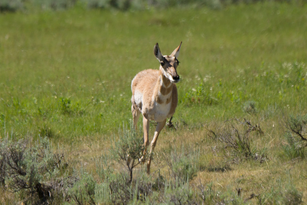 Antelope at Run An antelope is jumping and running. YiLiang (Lucas) Liu Flickr