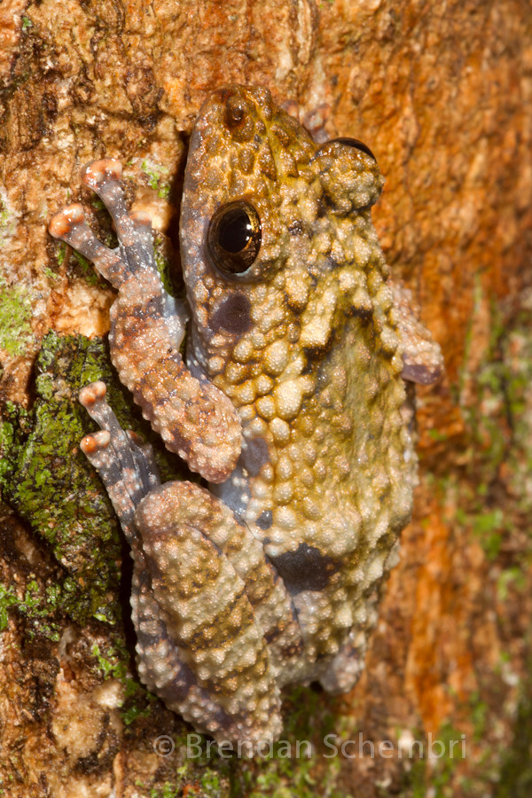 Spiny Wart Frog (Theloderma horridum) Brendan Schembri Flickr