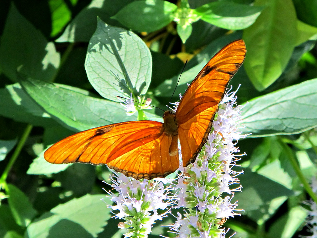 Butterfly, Lewis Ginter Botanical Garden IMG_8775 Lewis Gi… Flickr