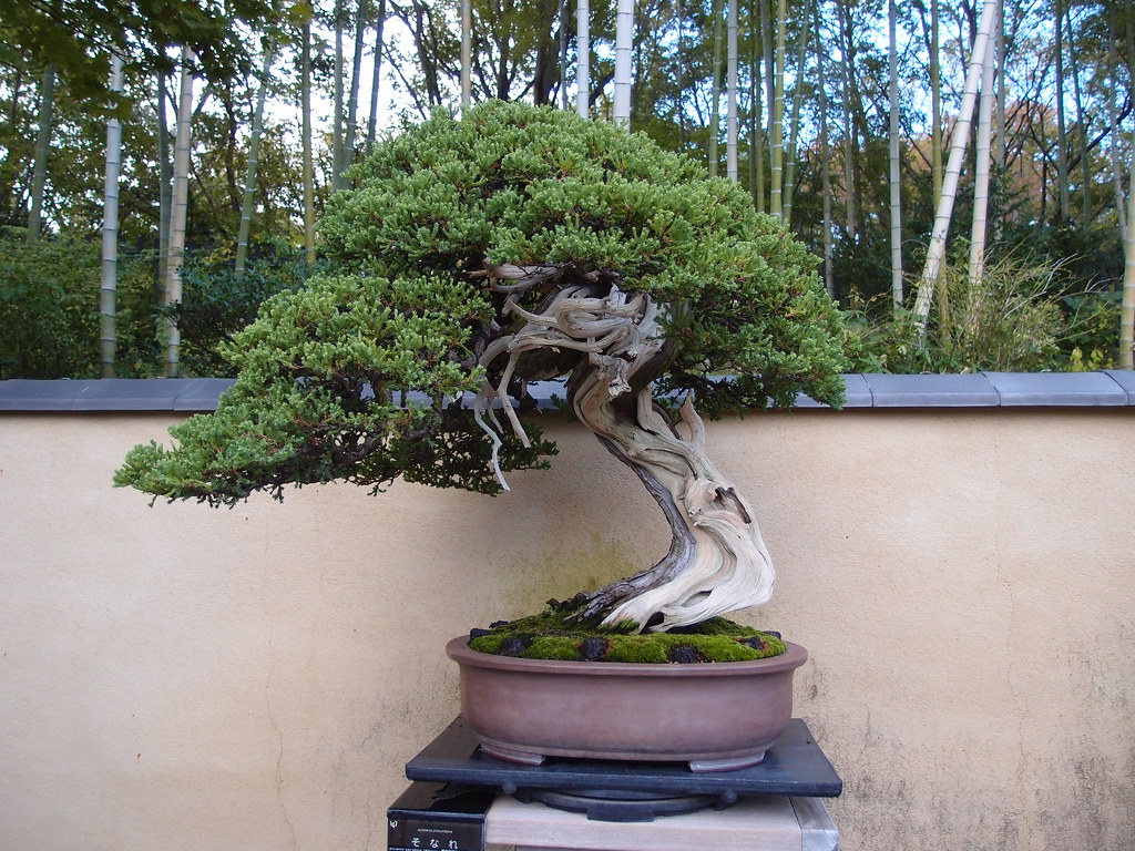 Bonsai Garden inside Japanese Garden Showa Kinen Park … Flickr