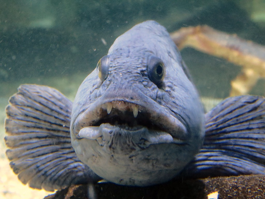 Atlantic wolffish (Anarhichas lupus) MY VIDEO ON YOU TUBE … Flickr