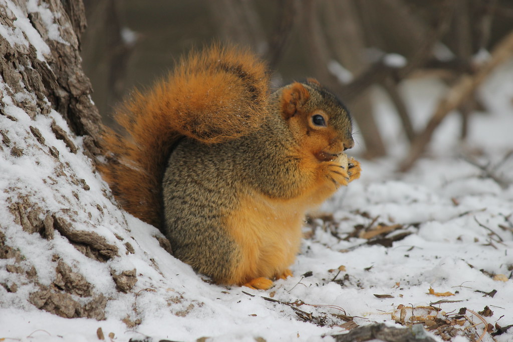 Squirrel in the Snow at the University of Michigan (Decemb… Flickr