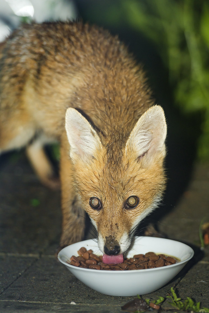 Fox eating cat food! This fox visits my GF almost every ev… Flickr