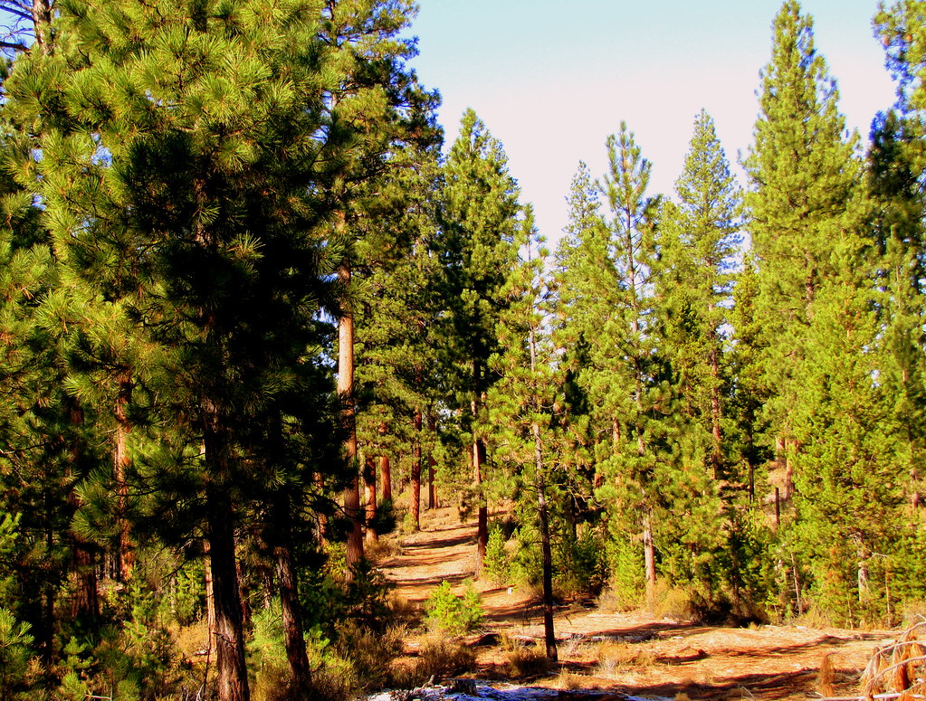 Gilchrist State Forest Oregon Department of Forestry Flickr