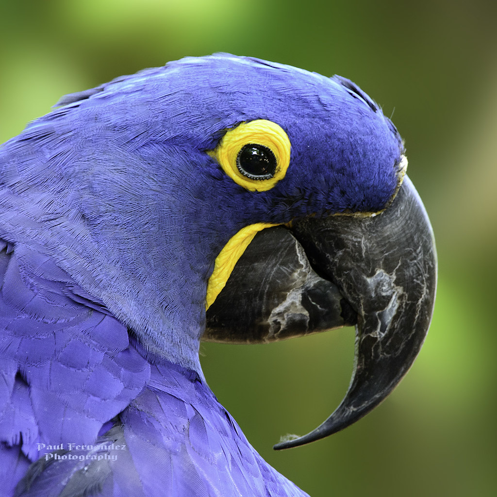 Hyacinth Macaw Portrait at the Brevard Zoo, Florida Flickr