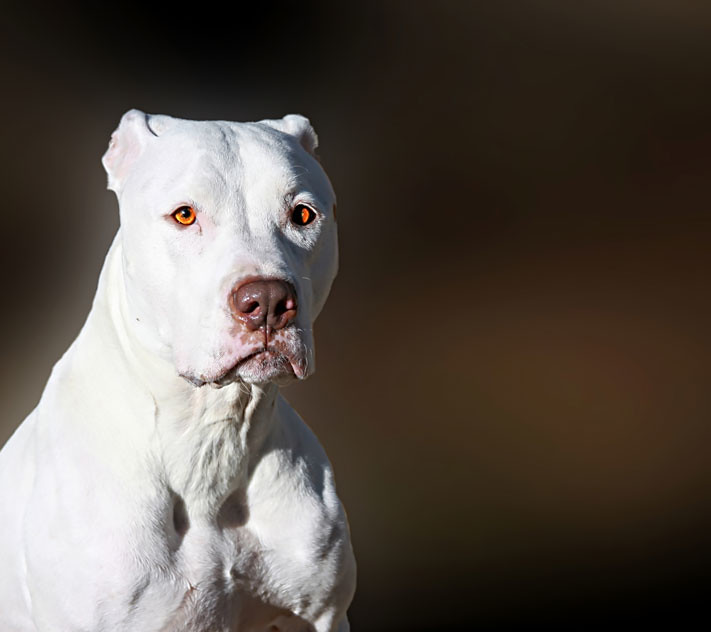 Majestic White Bully Breed Dog The term pit bull is a gene… Flickr