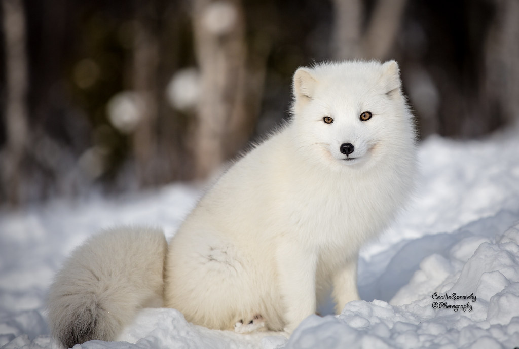 Arctic fox puppy in Febrauary www.langedrag.no/english Tha… Flickr