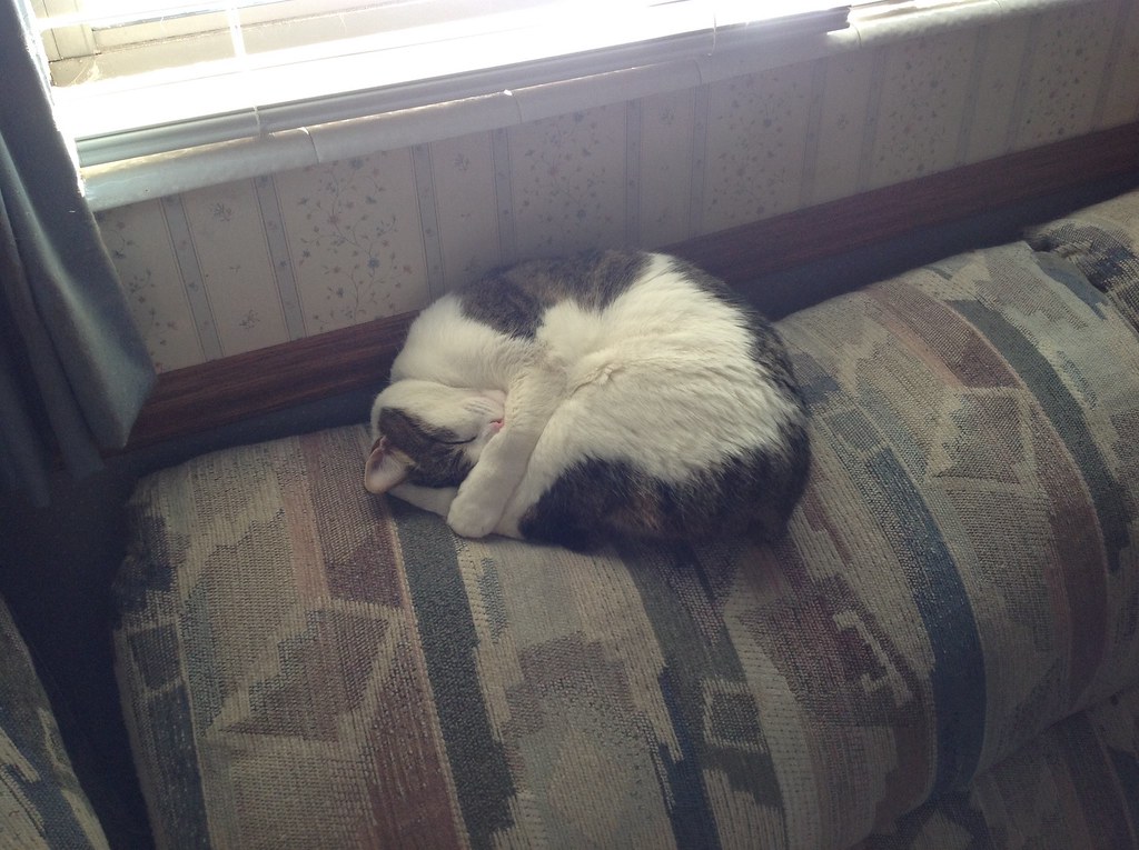 Cat ball Adorable cat sleeping in a cute way. denebola2025 Flickr