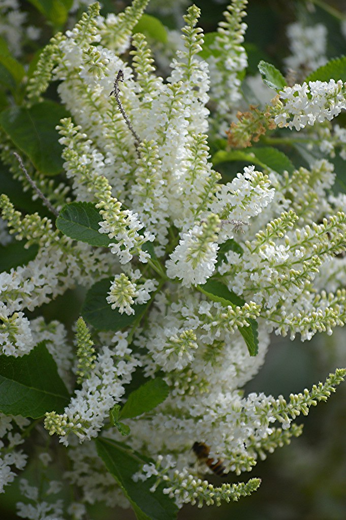 Sweet Almond sprays fill the air with sweetness Long white… Flickr