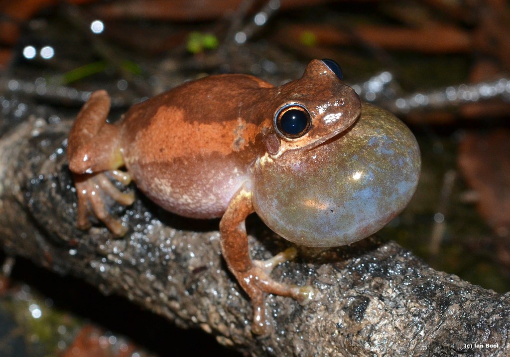 Bleating Tree Frog (Litoria dentata) Calling The recent ra… Flickr