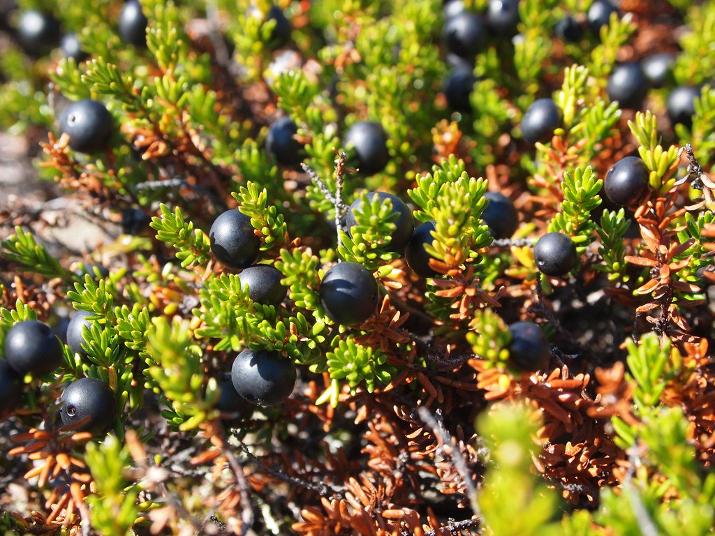 Crowberries? Arctic blackberries (Empetrum nigrum) grow on… Flickr