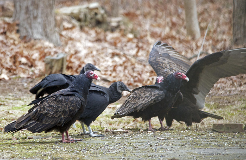 Turkey vs Vulture Two Black Vultures and three Turkey Vult… Flickr