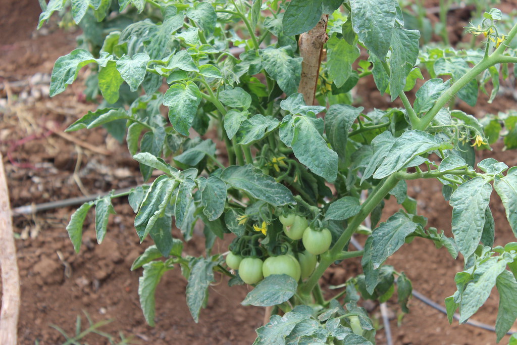 Tomato Farm, Moroto, Uganda A tomato farm in the midst of … Flickr