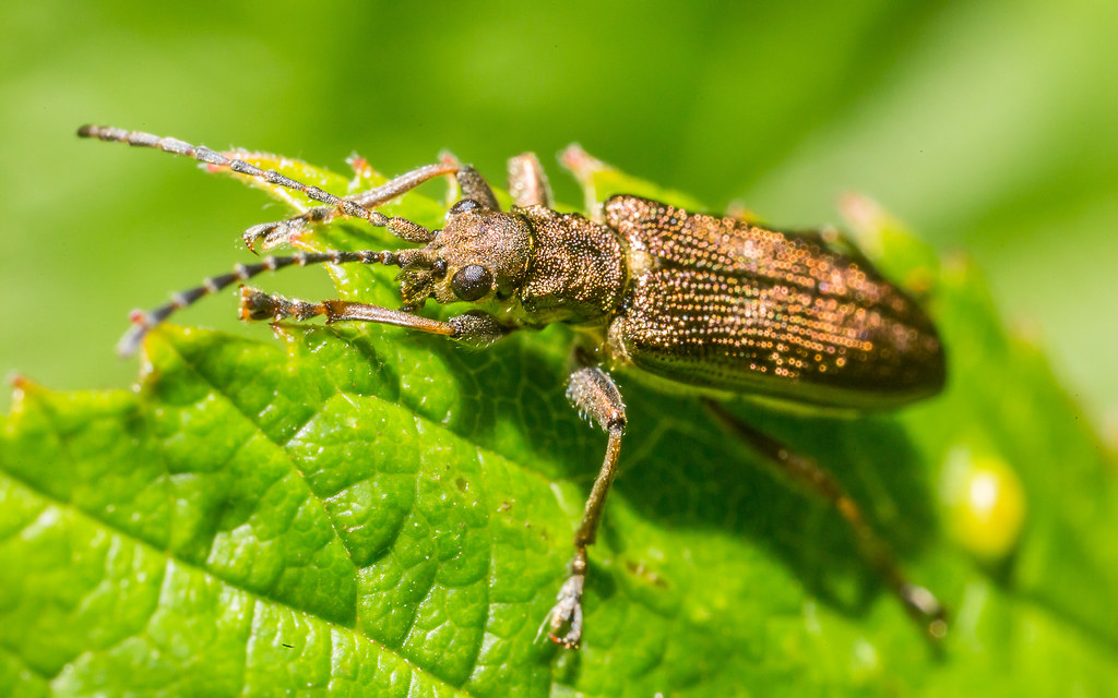 Copper beetle This mediumsized, bright metallic beetle ca… Flickr