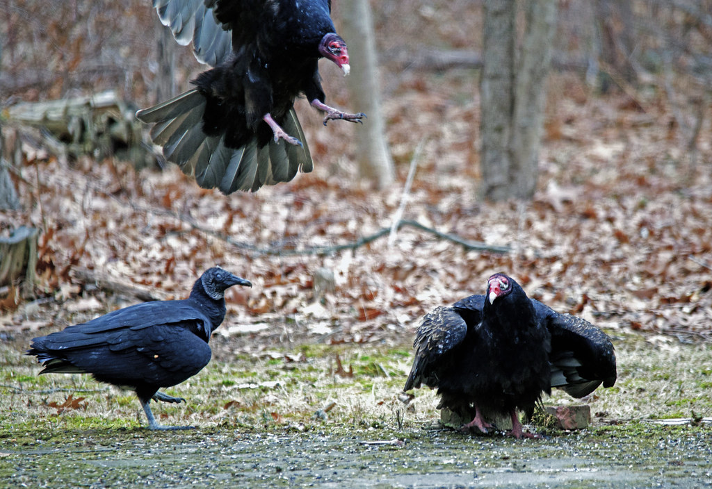 Turkey vs Vulture Two Black Vultures and three Turkey Vult… Flickr