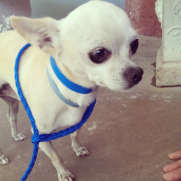 Looking at dogs today at the Albuquerque animal shelter