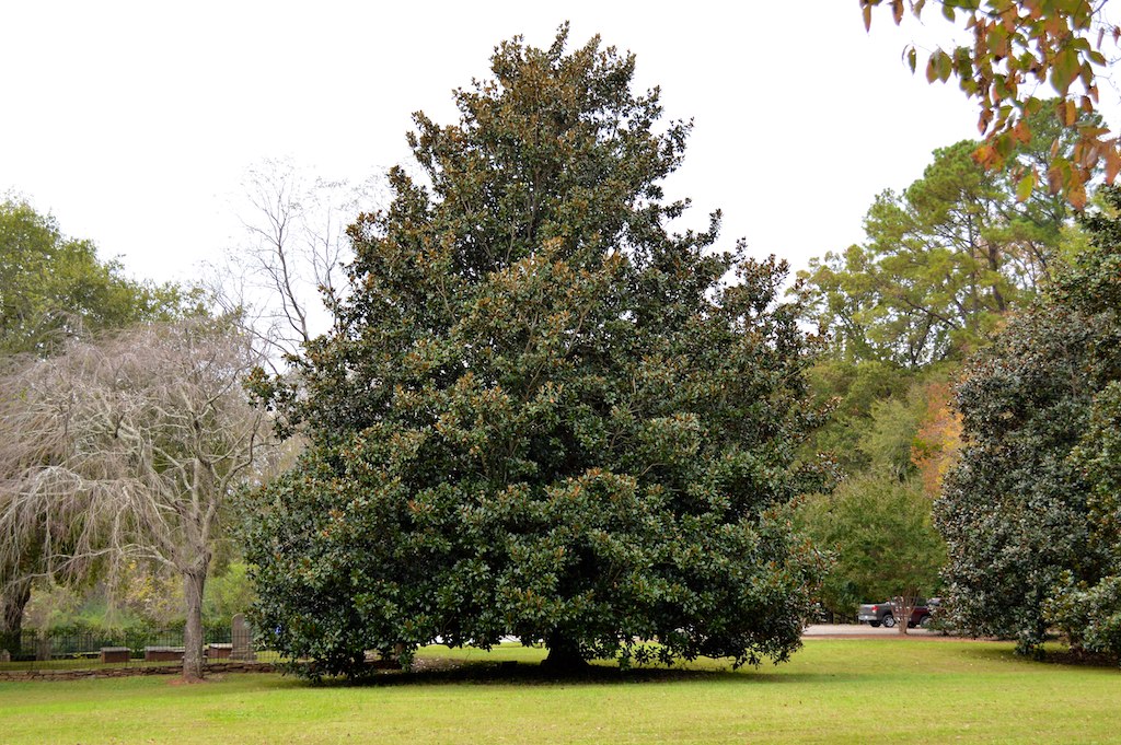 Southern Magnolia Tree This lovely Southern Magnolia tree … Flickr
