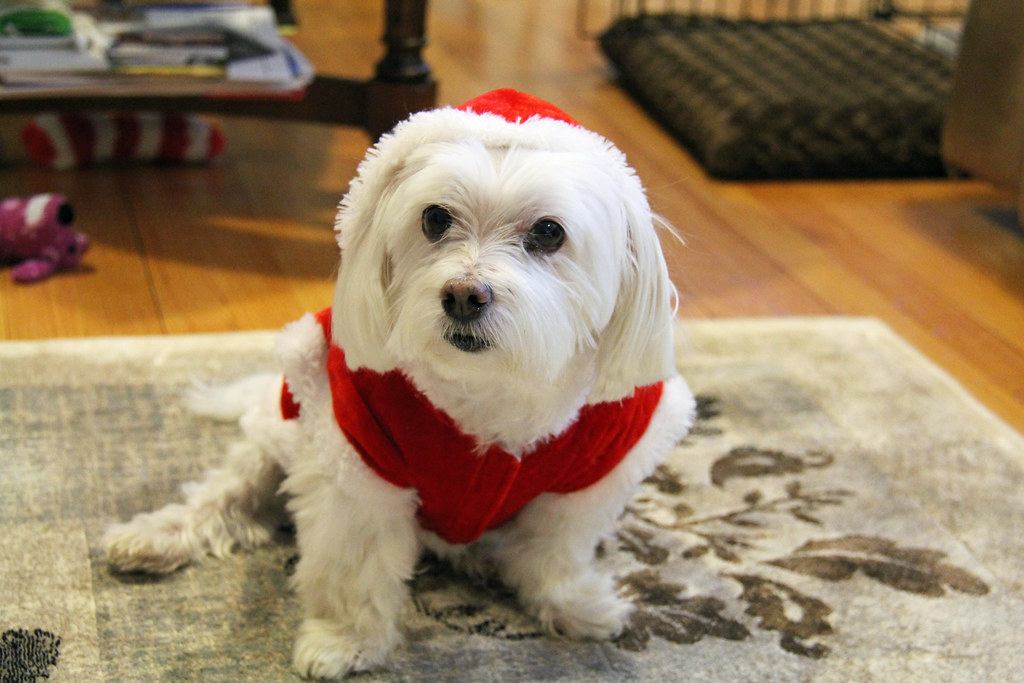 Picture Of Lucky The Maltese Dog Dressed As Santa. He Coul… Flickr
