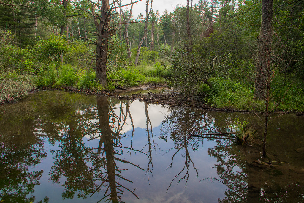 Beaver Dam, Pisgah National Forest, North Carolina Flickr