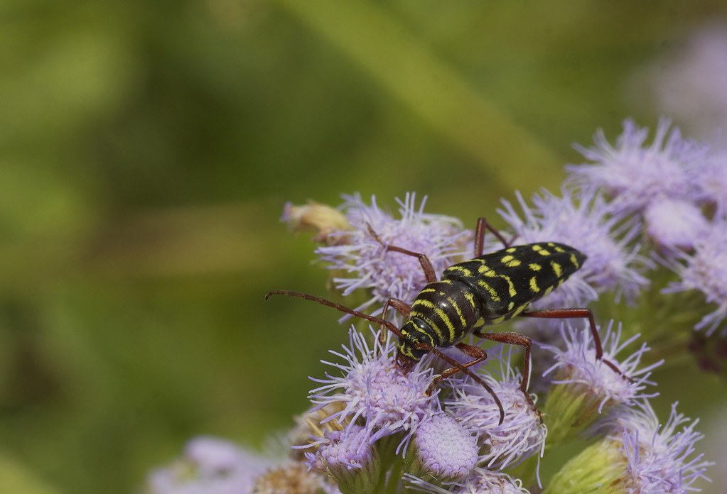 Mesquite Borer (Placosternus erythropus) This longhorn bee… Flickr