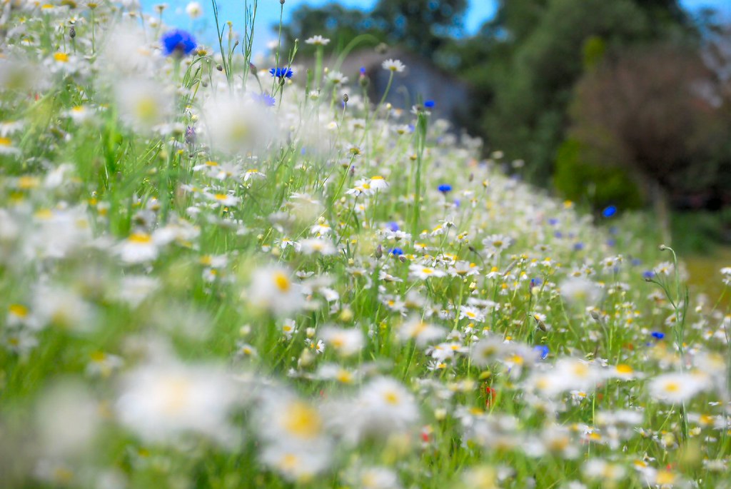 Wild Flowers Along The Leicester Canal KEVIN T Flickr