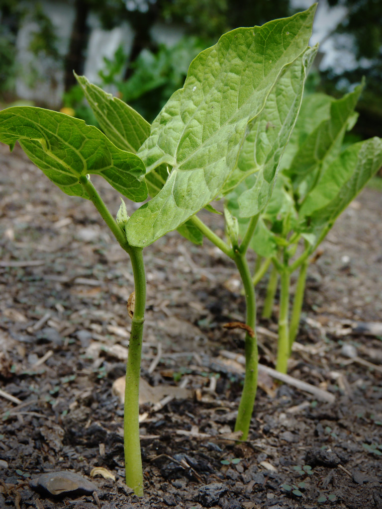 Young Green Bean Plants in the Garden Submitted by Krisann… Flickr