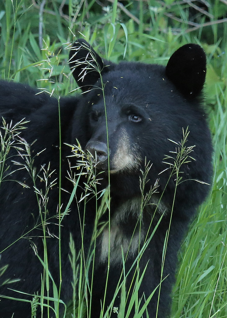 Black Bear...32 June 2013 A Black bear in the tall