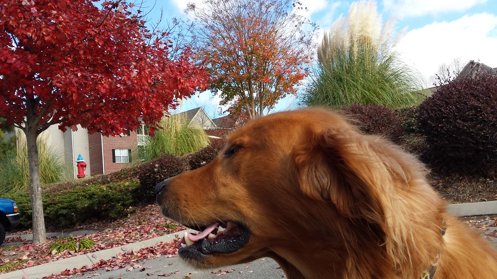 pet sitters knoxville Critter Care and Cab Pet Sitter Knoxville TN