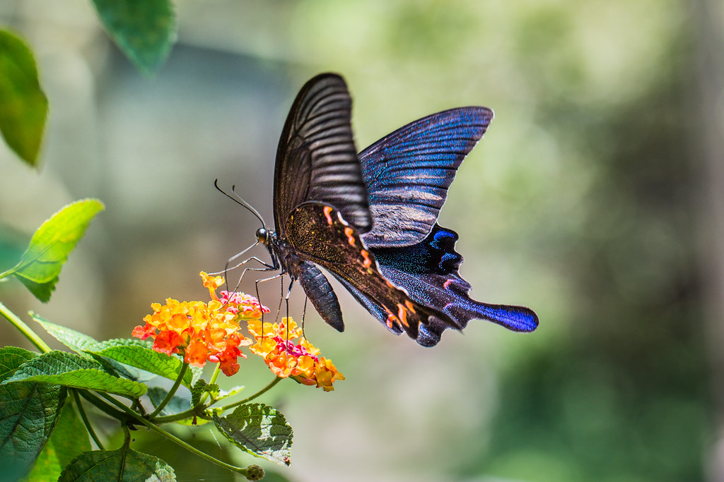 chinese butterfly DriverLayer Search Engine