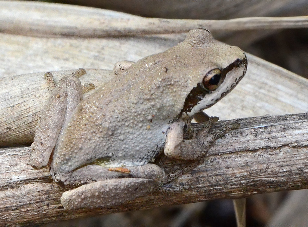 Baja California Tree Frog Baja California Sur, Mexico … Flickr