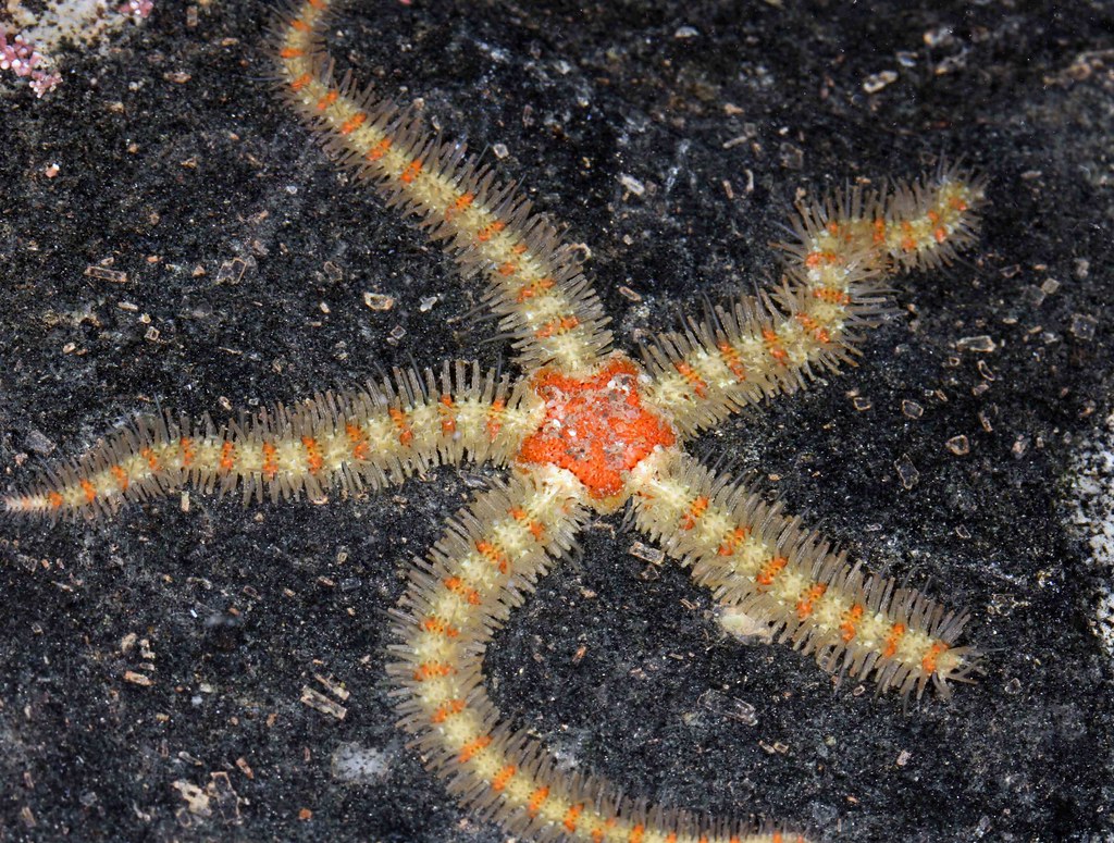 Spiny Brittle Star (Ophiothrix spiculata) Spiny Brittle St… Flickr