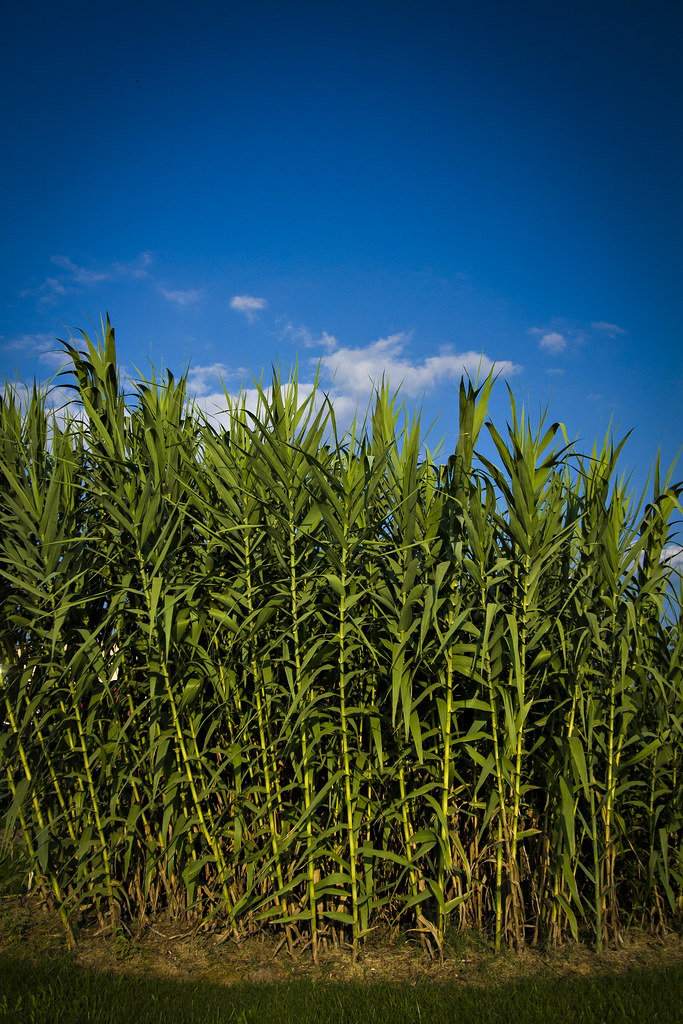 giant reed grass_southwest research center_0007 Images fro… Flickr