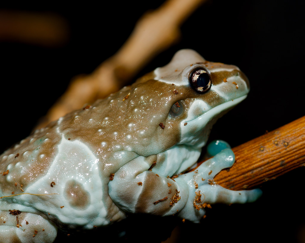 Amazon Milk Frog (Trachycephalus resinifictrix) Josh More Flickr