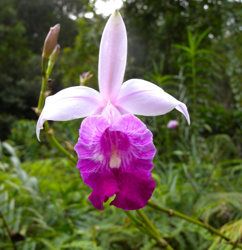 Bamboo Orchid; Sinharaja Forest Reserve, Sri Lanka Flickr