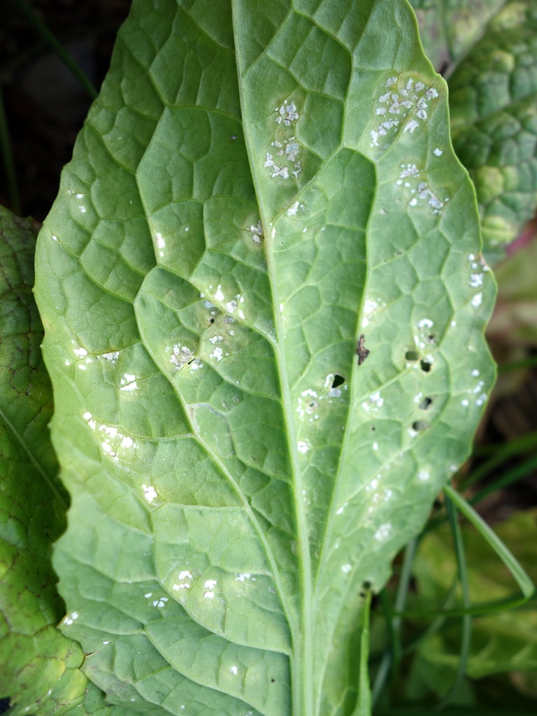 White rust of cruciferous vegetable (prob. mustard), cause… Flickr