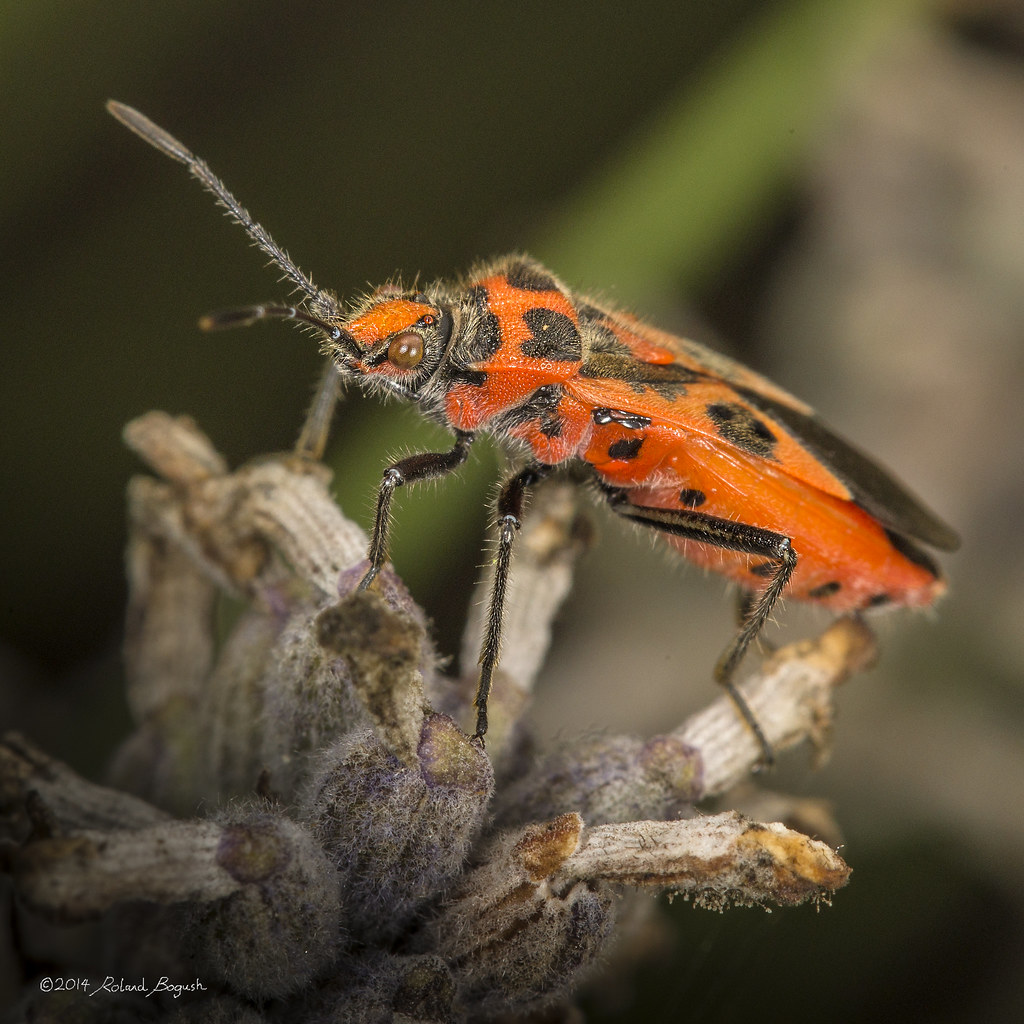 Corizus hyoscyami red & black squash bug Cinnamon bug Flickr