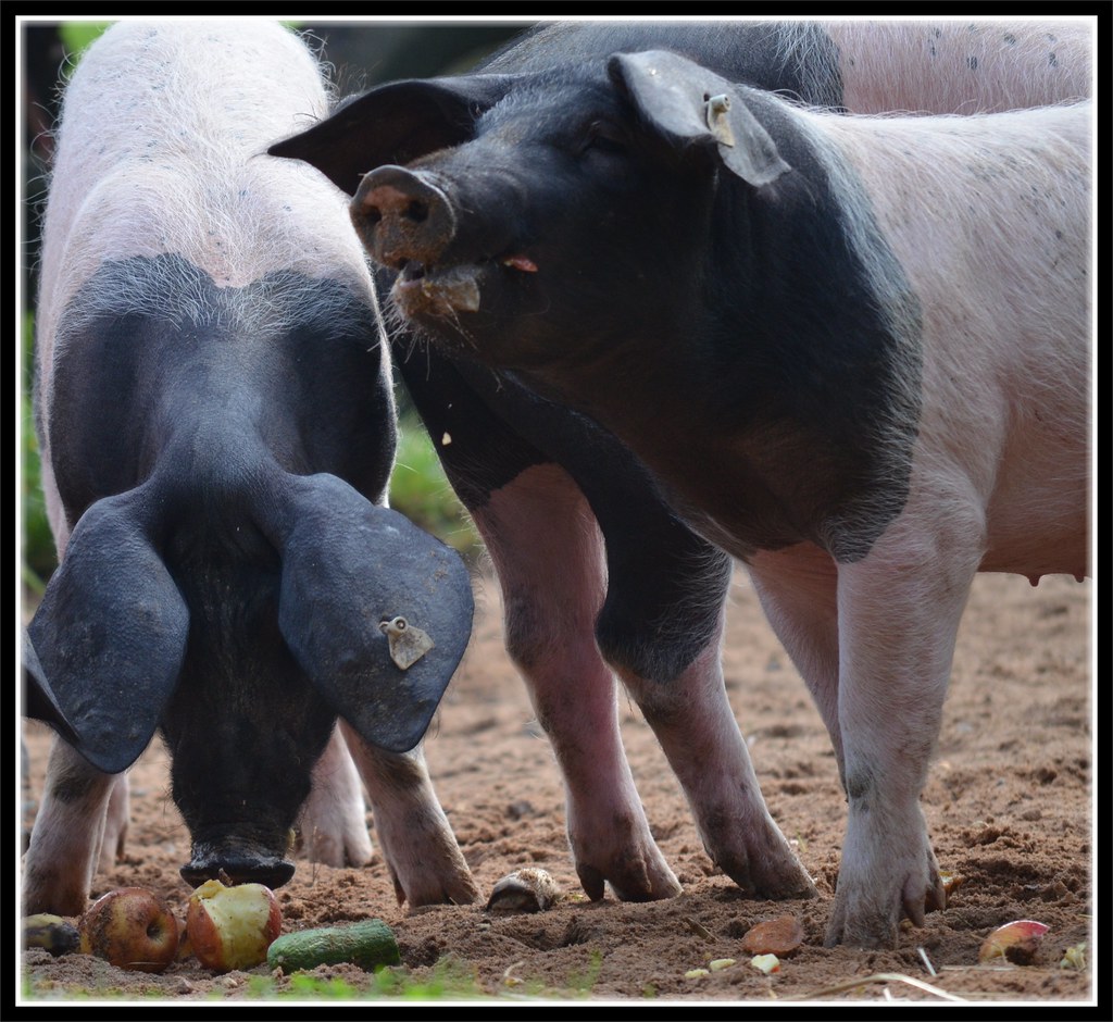 pigs eating fruits and vegetabels Aus Früchten und Gemüse … Flickr