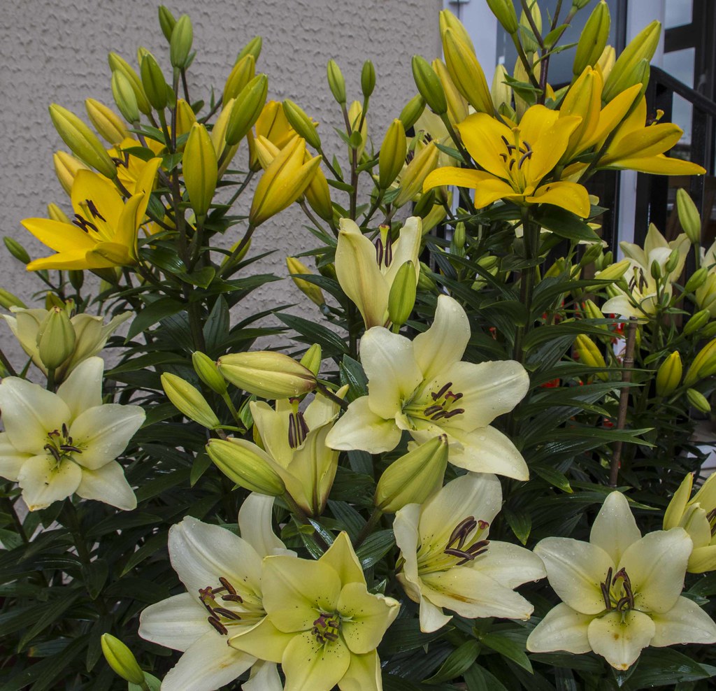 Lilies in bloom June 2014 Lilium (members of which are tru… Flickr