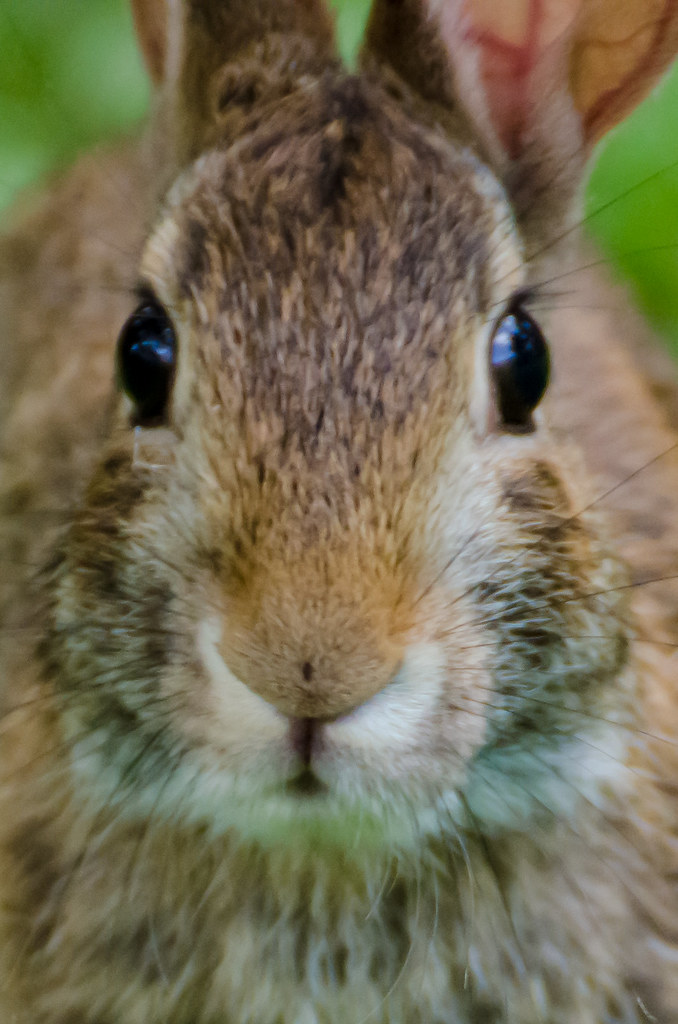 BUNNY DERP! He crawled up so close, my lens was unable